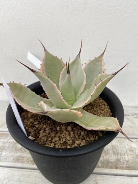 ポタトラム“ホワイト・エッジ”優良株優良カキコ　送料込み ポタトラム“ホワイト・エッジ”優良株優良カキコ 送料込み 【公式通販】