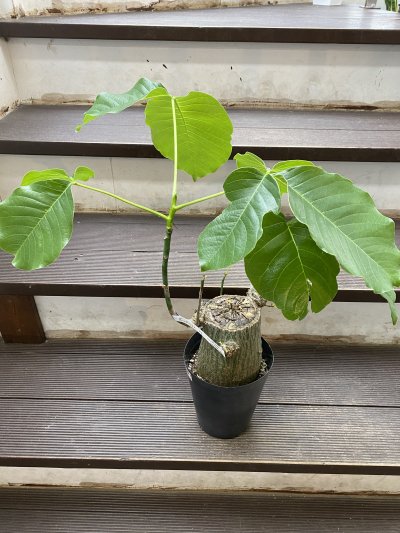 植物販売 兵庫県宝塚市 陽春園植物場ネット