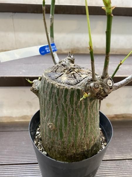 PSEUDOBOMBAXプセウドボンバックス 3号 置き鉢 - GREENLife JOURNAL