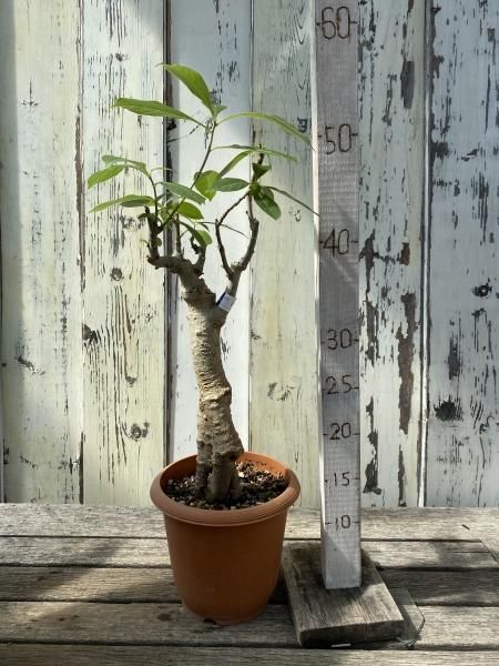 植物販売】兵庫県宝塚市㈱陽春園植物場ネット バオバブ