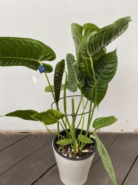 植物販売】兵庫県宝塚市㈱陽春園植物場ネット アンスリウム 植物販売】兵庫県宝塚市㈱陽春園植物場ネット アンスリウム