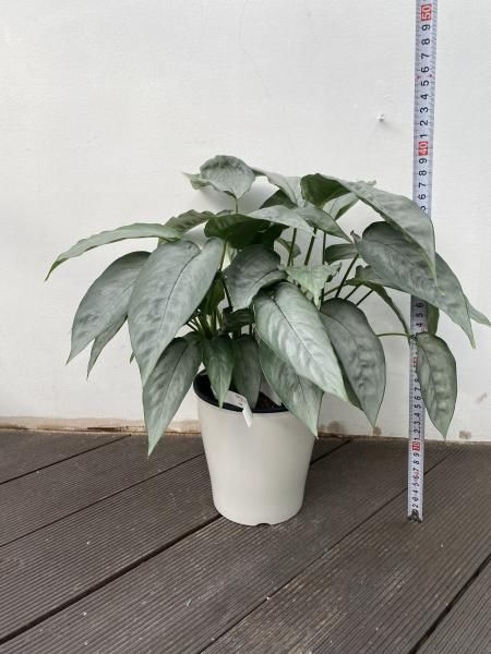 植物販売】兵庫県宝塚市㈱陽春園植物場ネット スキスマトグロッ 植物販売】兵庫県宝塚市㈱陽春園植物場ネット スキスマトグロッ