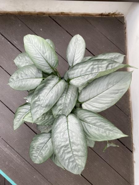 植物販売】兵庫県宝塚市㈱陽春園植物場ネット スキスマトグロッ
