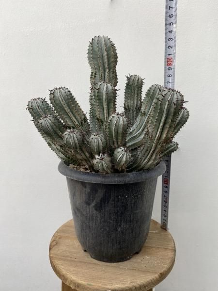 植物販売】兵庫県宝塚市㈱陽春園植物場ネット通販 ユーフォルビア 植物販売】兵庫県宝塚市㈱陽春園植物場ネット通販 ユーフォルビア