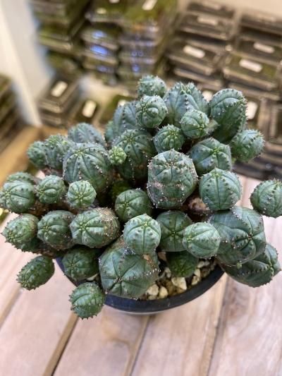 植物販売】兵庫県宝塚市㈱陽春園植物場ネット通販 植物販売】兵庫県宝塚市㈱陽春園植物場ネット通販