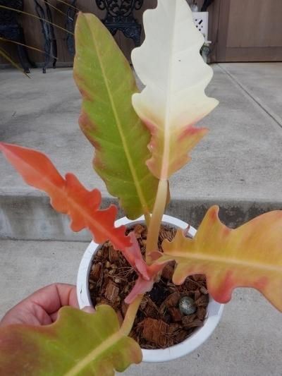 植物販売】兵庫県宝塚市㈱陽春園植物場ネット フィロデンドロン