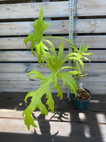 フィロデンドロン イルセマニー - 観葉植物・生花・ドライ