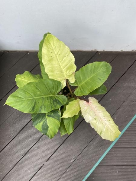 フィロデンドロン スノークイーン 植物販売】兵庫県宝塚市㈱陽春園植物場ネット『フィロデンドロン』