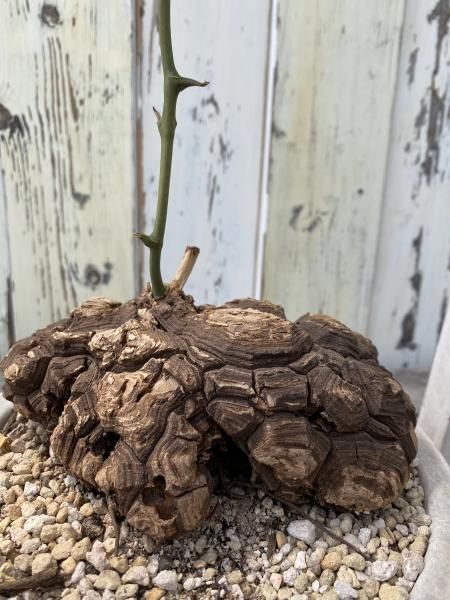 植物販売】兵庫県宝塚市㈱陽春園植物場ネット通販 ディオス