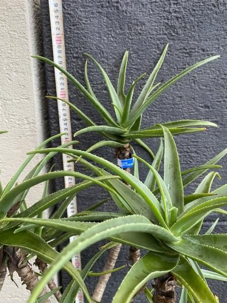 植物販売】兵庫県宝塚市㈱陽春園植物場ネット通販 アロエ 植物販売】兵庫県宝塚市㈱陽春園植物場ネット通販 アロエ