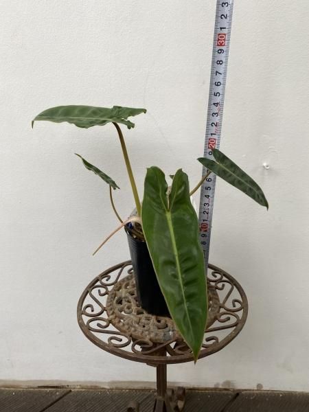 植物販売】兵庫県宝塚市㈱陽春園植物場ネット フィロデンドロン