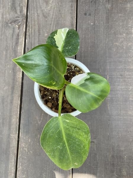 植物販売】兵庫県宝塚市㈱陽春園植物場ネット『フィロデンドロン』
