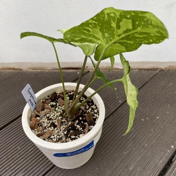 植物販売】兵庫県宝塚市㈱陽春園植物場ネット シンゴニウム