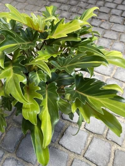 植物販売】兵庫県宝塚市㈱陽春園植物場ネット フィロデンドロン 植物販売】兵庫県宝塚市㈱陽春園植物場ネット フィロデンドロン