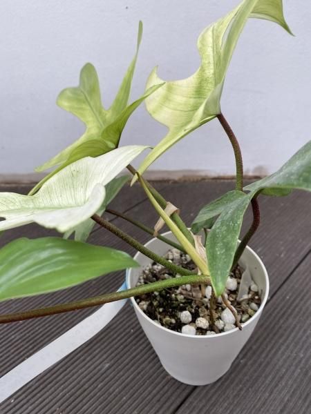 植物販売】兵庫県宝塚市㈱陽春園植物場ネット フィロデンドロン
