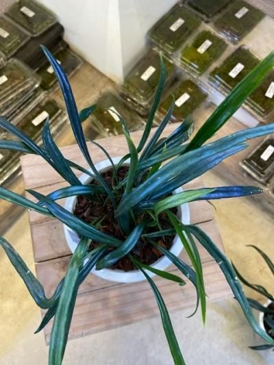 植物販売】㈱陽春園植物場ネットショプ 『Microsorium steerei 