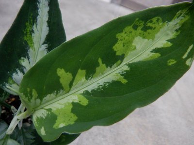 アグラオネマ ピクタム トリカラー 原種 観葉植物 テラリウム - 植物
