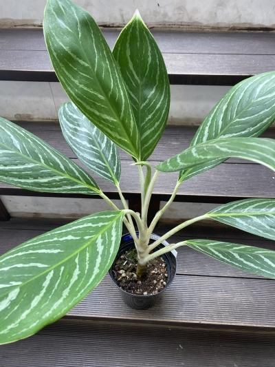 レア/国内育成株　アグラオネマ サンクニ　1株 アグラオネマ・グリーンサン - 陽春園ネット通販