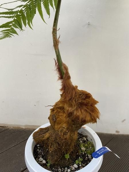 キンモウコウ