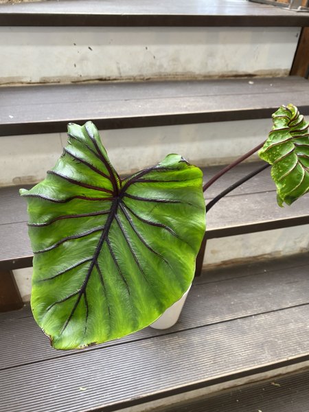 植物販売】兵庫県宝塚市㈱陽春園植物場ネット通販 【コロカシア・月光】