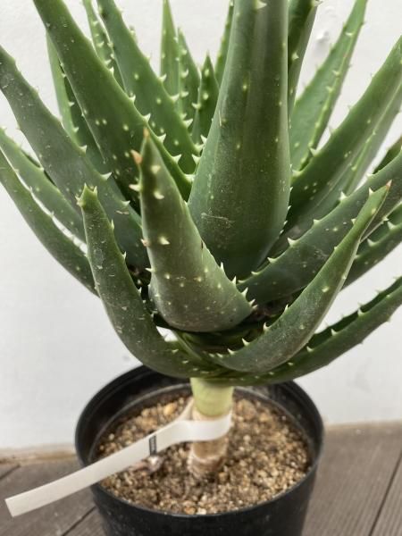 植物販売】兵庫県宝塚市㈱陽春園植物場ネット通販 アロエ 植物販売】兵庫県宝塚市㈱陽春園植物場ネット通販 アロエ