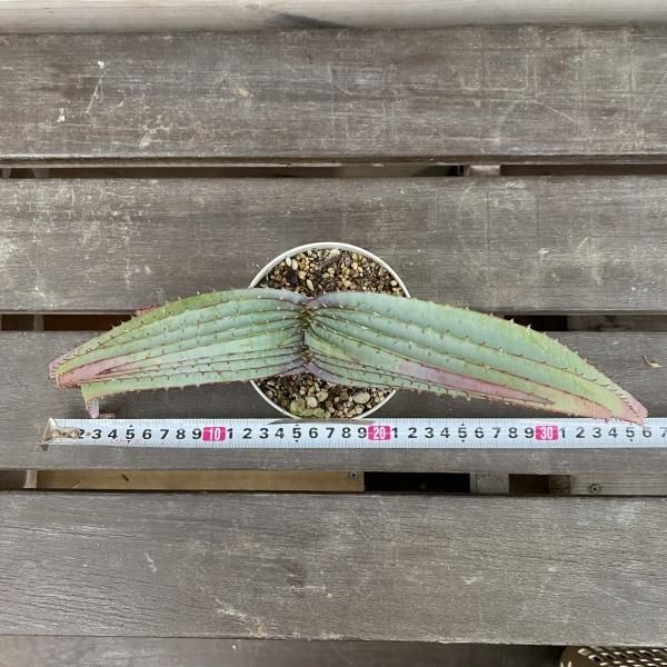 植物販売】兵庫県宝塚市㈱陽春園植物場ネット通販 アロエ