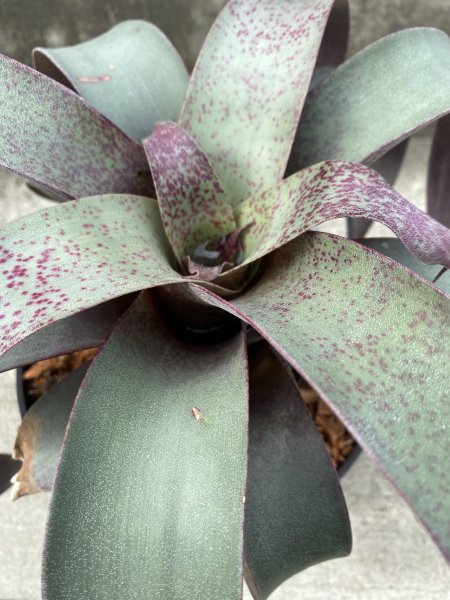 植物販売兵庫県宝塚市 ㈱陽春園植物場ネット通販 【フリーセア】