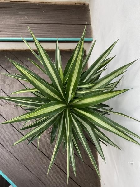 植物販売】兵庫県宝塚市㈱陽春園植物場ネット ユッカ