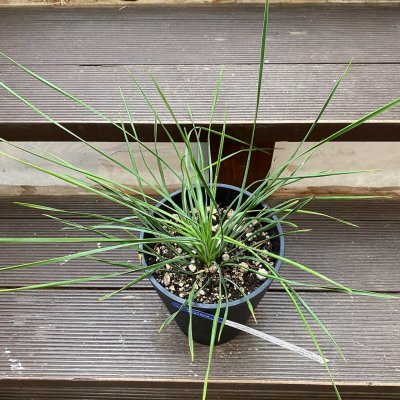 植物販売】兵庫県宝塚市㈱陽春園植物場ネット ユッカ