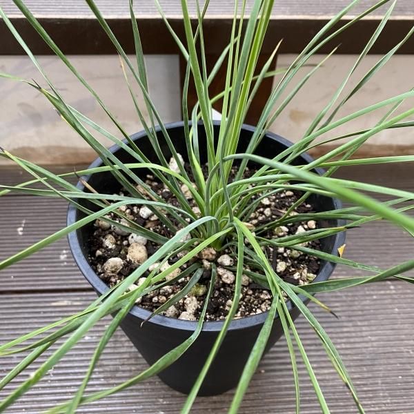 植物販売】兵庫県宝塚市㈱陽春園植物場ネット ユッカ 植物販売】兵庫県宝塚市㈱陽春園植物場ネット ユッカ