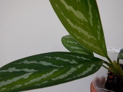 アグラオネマ ニティドゥム カーティシー Aglaonema