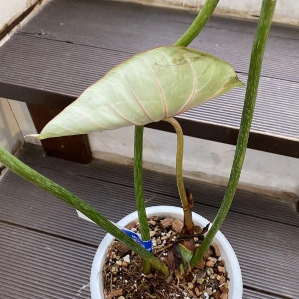 植物販売】兵庫県宝塚市㈱陽春園植物場ネット【フィロデンドロン