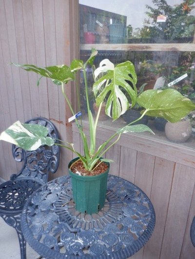 【観葉植物】斑入りモンステラC：デリシオーサ・タイコンステレーション観葉植物