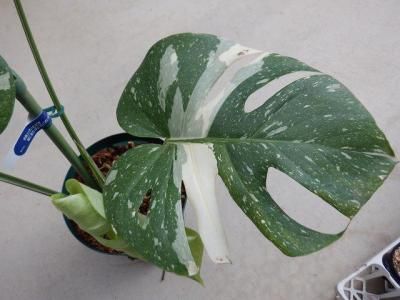 モンステラ デリシオーサ タイコンステレーション Monstera Thai