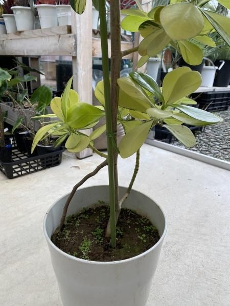 植物販売】兵庫県宝塚市㈱陽春園植物場ネット クルシア