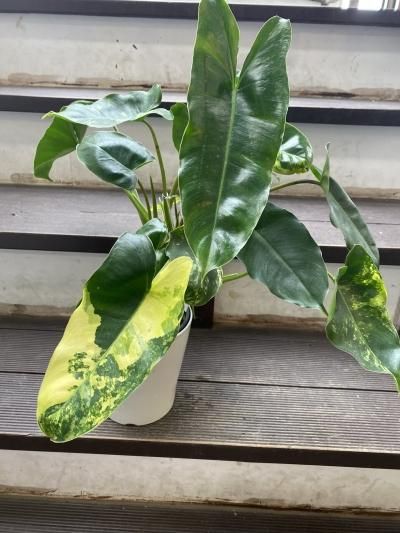 植物販売】兵庫県宝塚市㈱陽春園植物場ネット フィロデンドロン