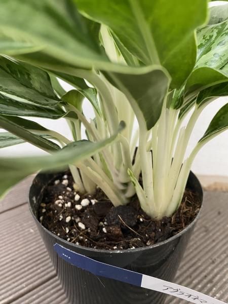 植物販売】兵庫県宝塚市㈱陽春園植物場ネット アグラオネマ