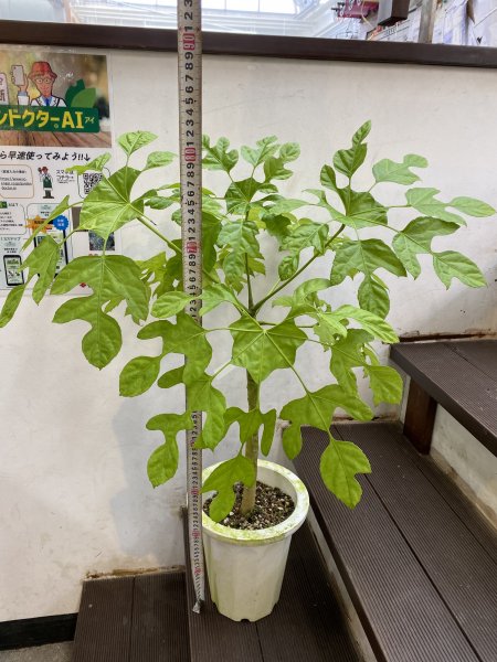 植物販売】兵庫県宝塚市㈱陽春園植物場ネット