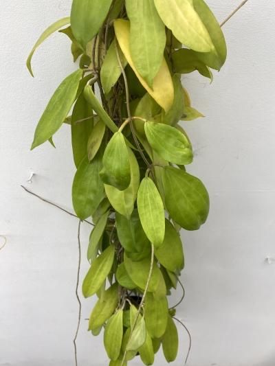 ホヤ・ネオエブディカ - 陽春園ネット通販