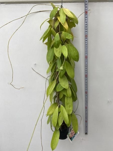 ホヤ・ネオエブディカ - 陽春園ネット通販