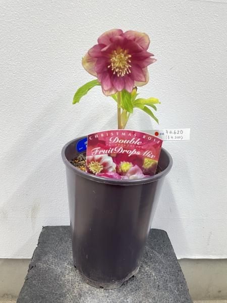 植物販売】兵庫県宝塚市?陽春園植物場ネット通販 クリスマスローズ