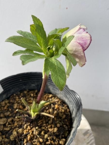 植物販売】兵庫県宝塚市?陽春園植物場ネット通販 クリスマスローズ 植物販売】兵庫県宝塚市?陽春園植物場ネット通販 クリスマスローズ