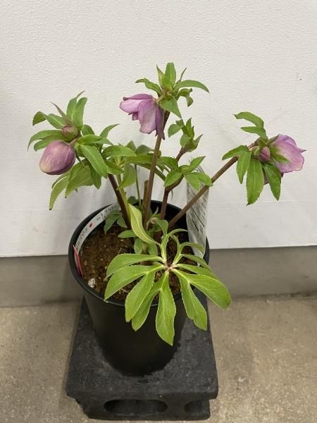 植物販売】兵庫県宝塚市?陽春園植物場ネット通販 クリスマスローズ