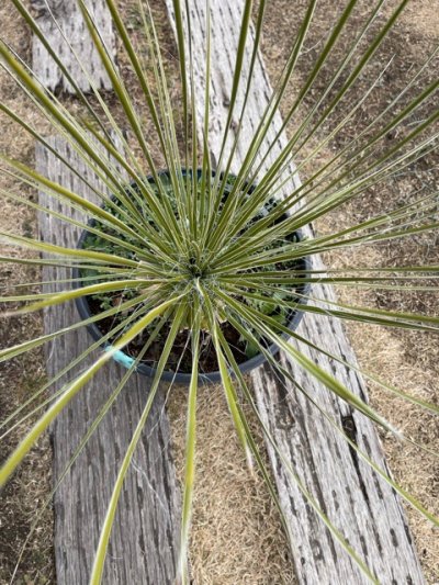 植物販売】兵庫県宝塚市㈱陽春園植物場ネット ユッカ・エラータ