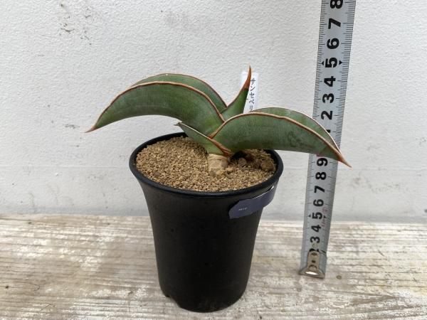 植物販売】兵庫県宝塚市㈱陽春園植物場ネット『サンスベリア』