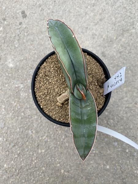 植物販売】兵庫県宝塚市㈱陽春園植物場ネット『サンスベリア』 植物販売】兵庫県宝塚市㈱陽春園植物場ネット『サンスベリア』