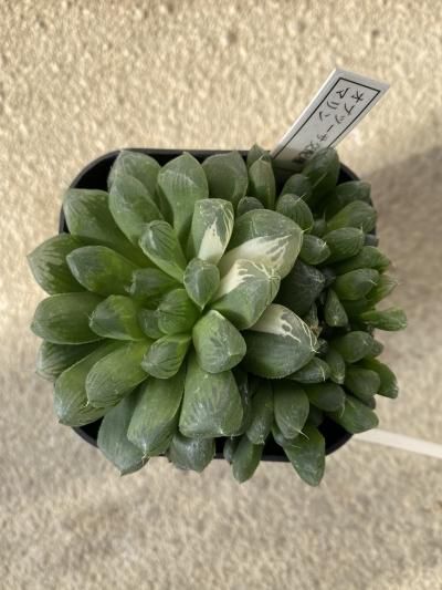 ま*手様 ハオルチア　オブツーサ&マリン系交配　20株以上 多肉植物：ハオルチア オブツーサ交配種 マリン*幅9cm 現品
