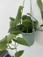 モンテスラ 6月6日,25日/9月21日発売｜MM6 Maison Margiela x Salomon XT-4