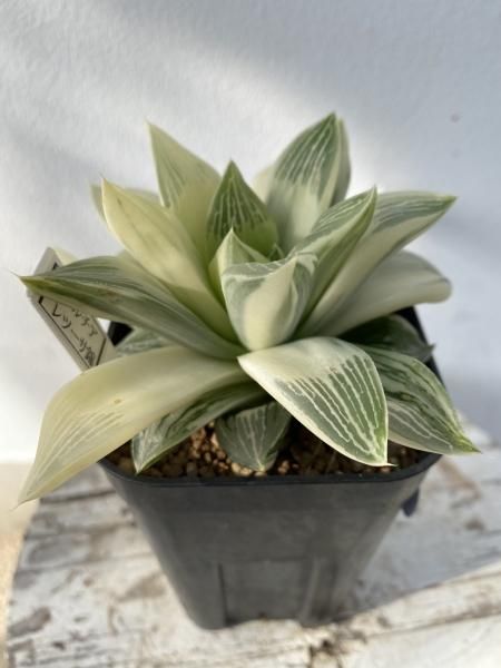 植物販売】兵庫県宝塚市㈱陽春園植物場ネット通販 【ハオルチア】