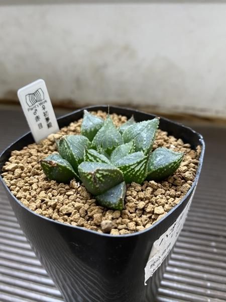 植物販売】兵庫県宝塚市㈱陽春園植物場ネット通販 【ハオルチア】 植物販売】兵庫県宝塚市㈱陽春園植物場ネット通販 【ハオルチア】